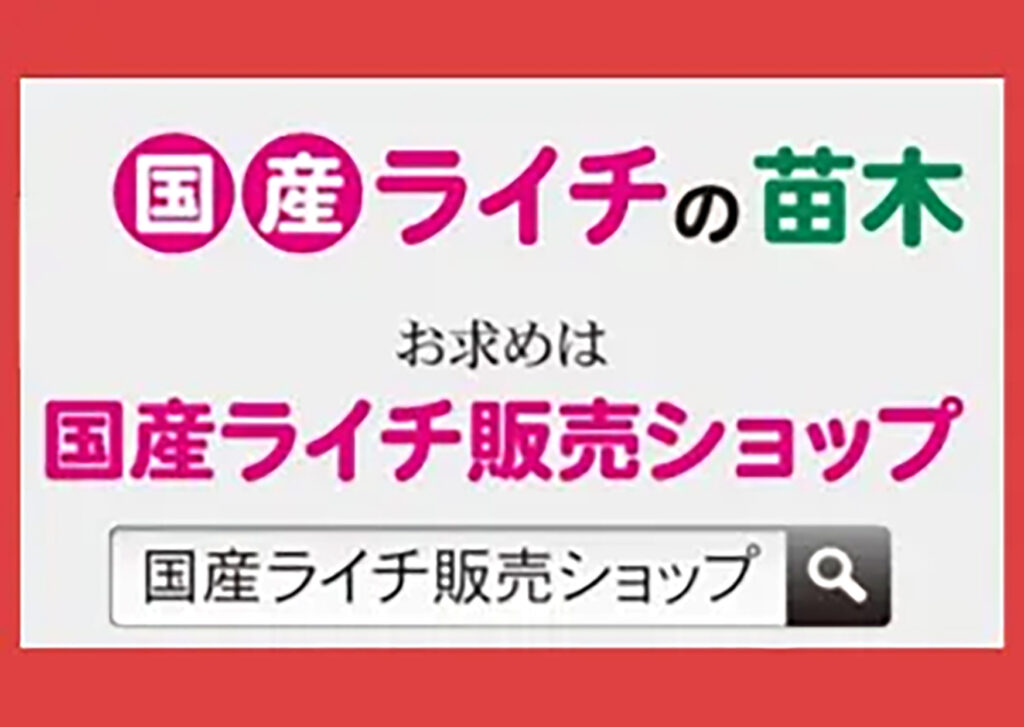 国産ライチの苗木販売