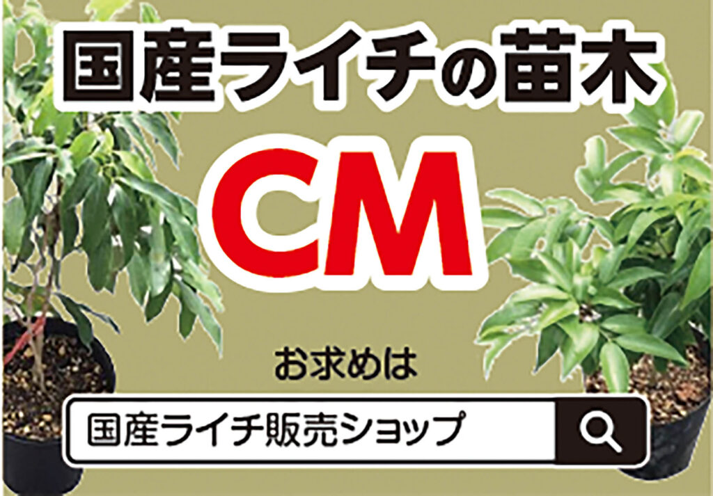 国産ライチの苗木